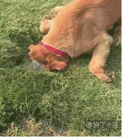 搞笑 正文  但是这样一个画面想必触到了不少人的泪点 大家被感动到了