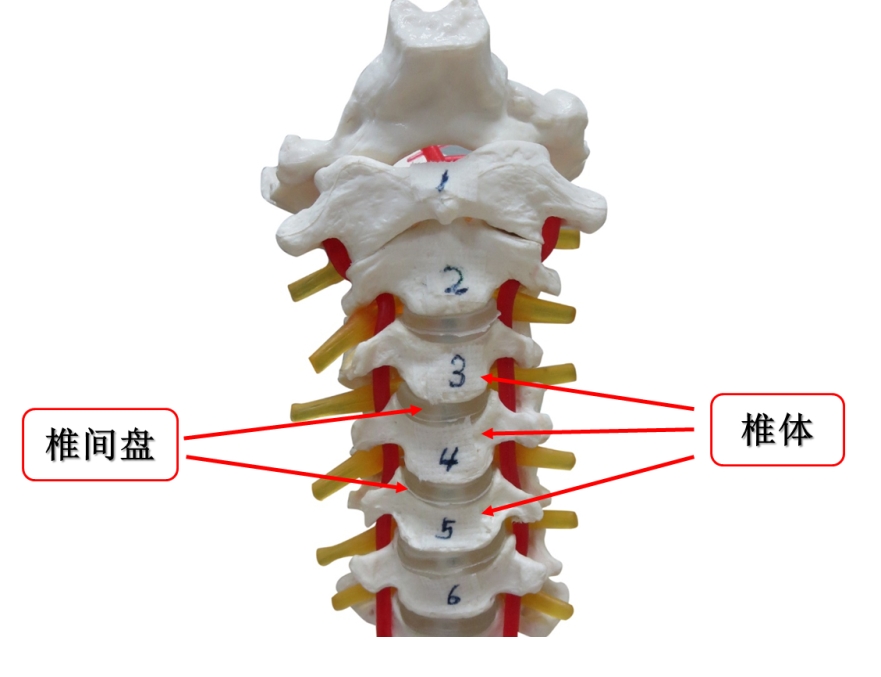 颈椎的前半部分主要由椎体和中间的椎间盘构成.