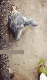190_319gif 动态图 动图