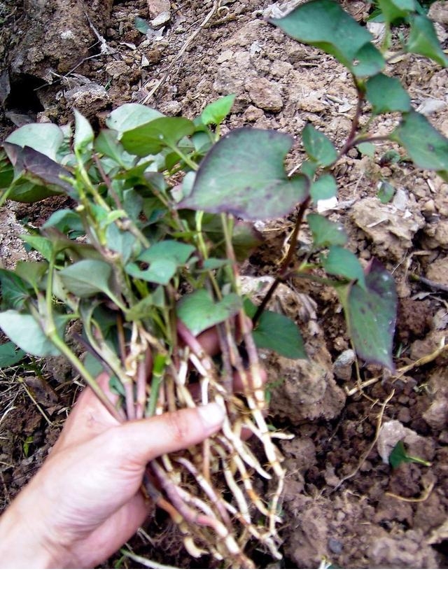 原创 此野菜又名折耳根,临床功效多,如何安全食用?看药学专家怎么说