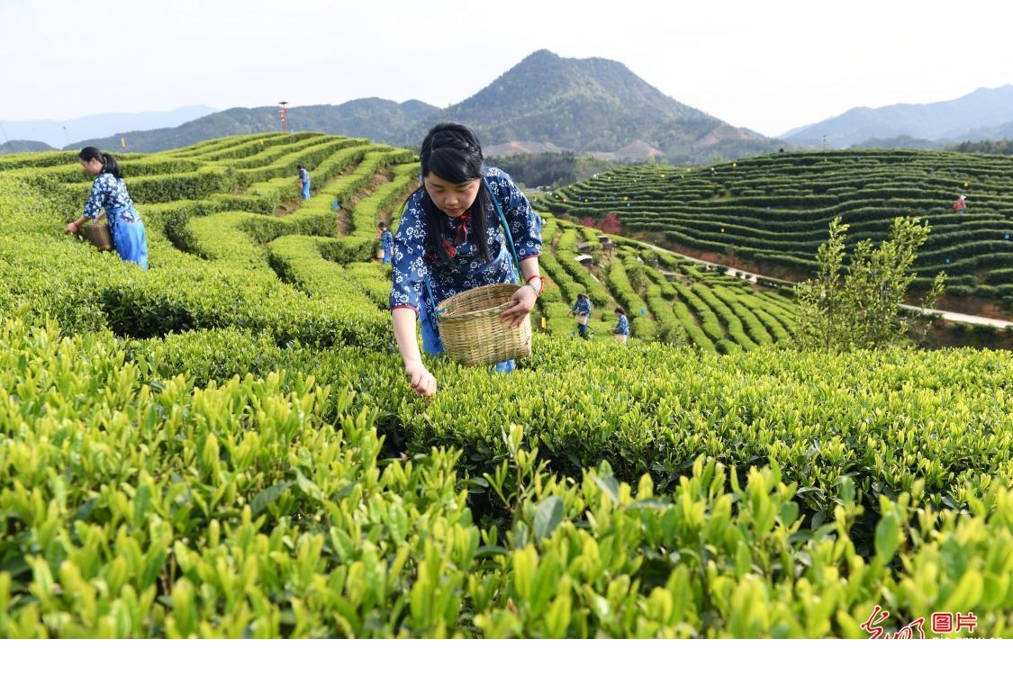 2019年4月1日,江西省宜春市铜鼓县大塅镇公益村茶农在茶园采摘"明前茶