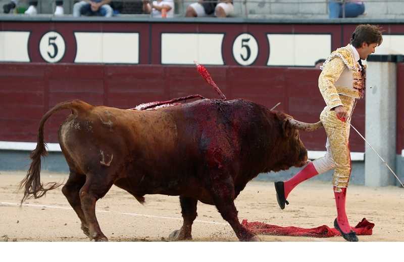 西班牙斗牛节表演惊险连连 斗牛士惨被牛角刺