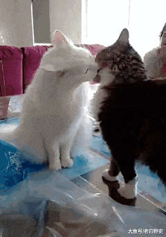 搞笑gif:女人的颜值不重要,自信起来走路都带风!