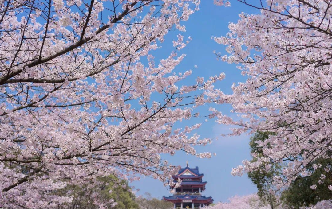 樱花比日本还美,被誉为"世界三大赏樱胜地之一",这里30000株樱花正值