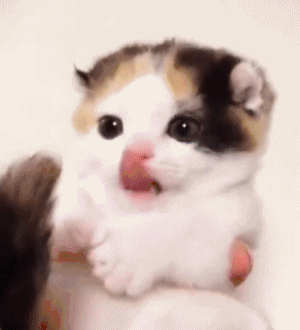 搞笑gif趣图:妹子,聊的什么啊,那么吃惊的样子