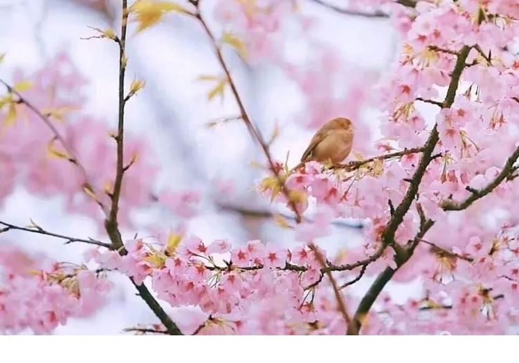 迎来春风和煦,樱花烂漫(现代诗歌)