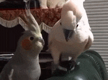 搞笑gif开心一刻:初中吋,班里有二个女同学是双胞胎,相似度很高