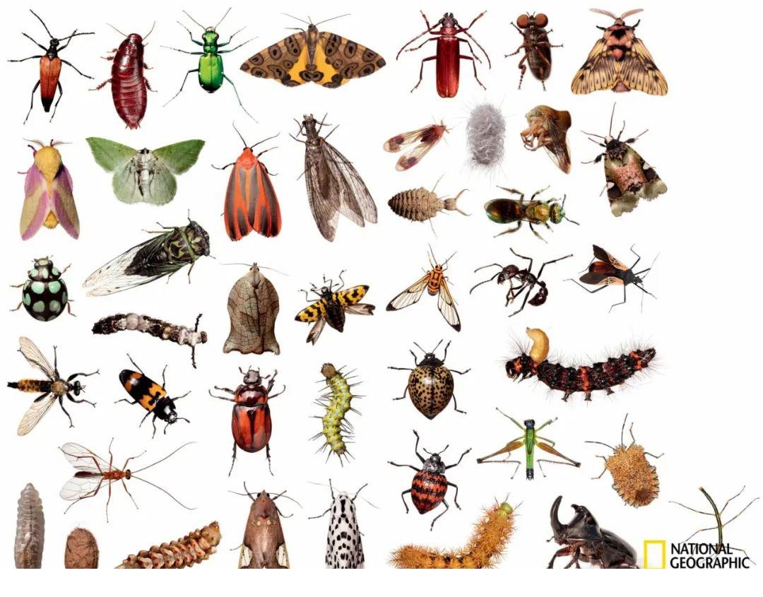 成果是  拥有姓名的昆虫只有100万种,  仅占昆虫种类总量的  五分之