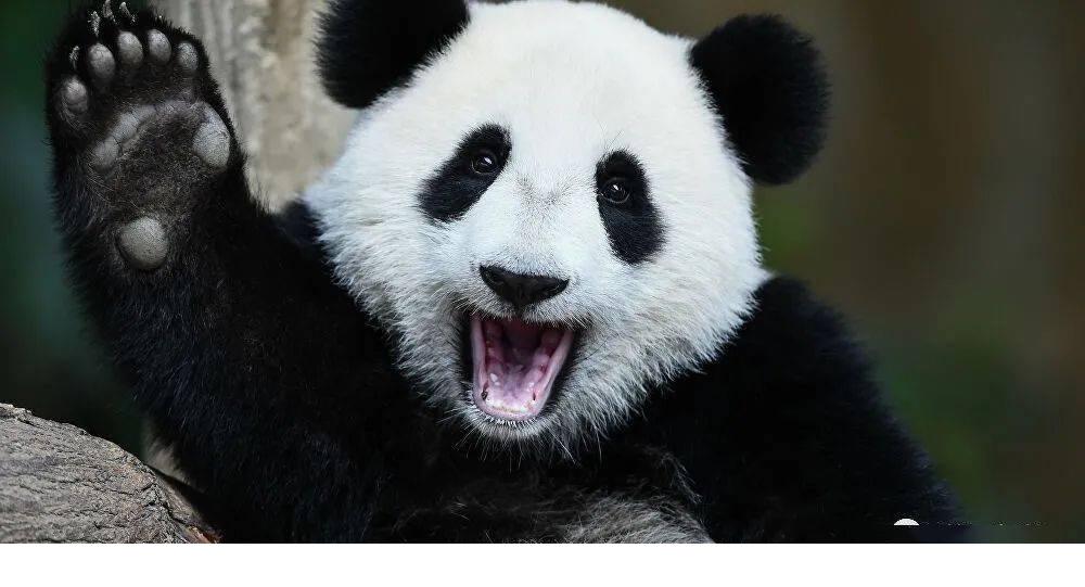 2只大熊猫把芬兰动物园吃到破产?芬兰哭着喊中国接回家