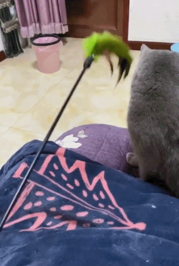 搞笑gif:大姐要下雨了,快回家,别再玉米地拔草了