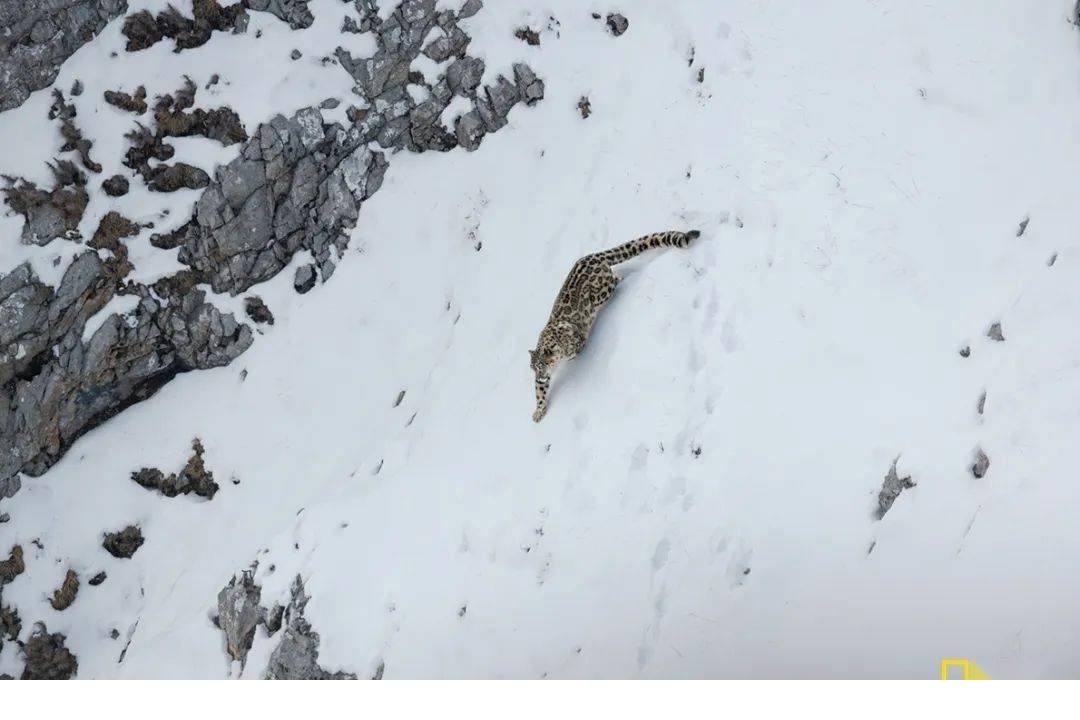 本图为三江源国家公园内,一只雌性雪豹走下山坡.