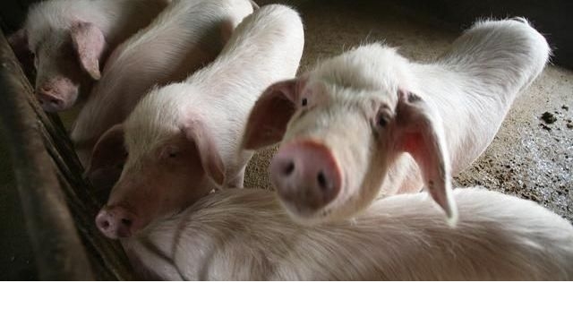 小猪母猪常见的问题解决 养猪新手学会了 养猪不求人飞扬头条 飞扬网