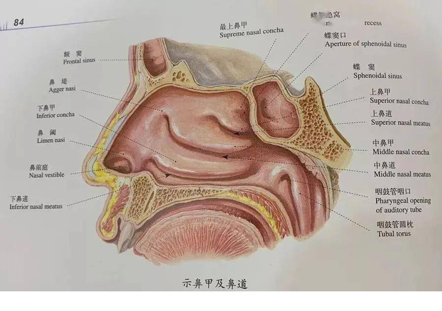 挖鼻屎一时爽一直挖一直爽