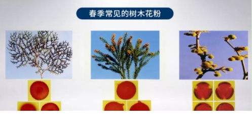 同济科普 | 谨防花粉过敏!疫情下赏花,口罩应该这样选