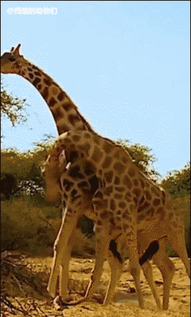 原来长颈鹿是这样打架的吗?着实有点费脖子啊!