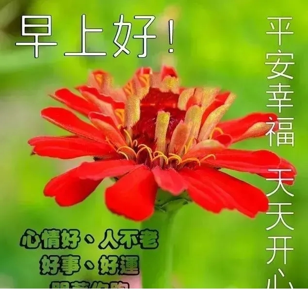 2021年新版早上好,2021年早安 2021最新早上好快乐祝福语,早晨好动态美图送大家