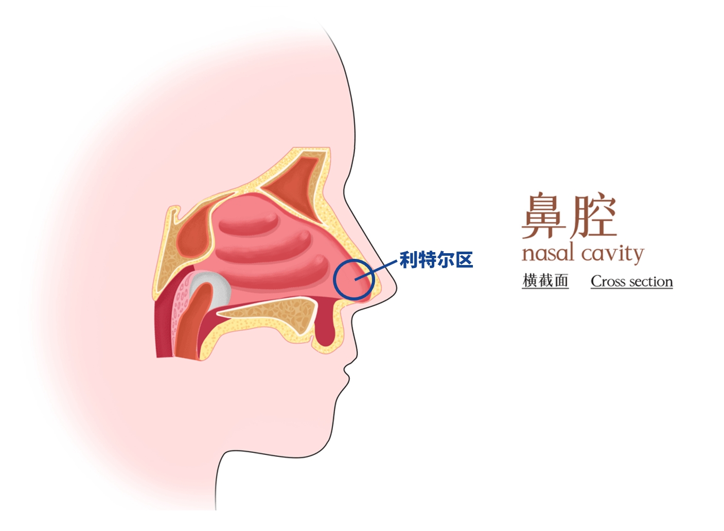 在鼻腔内的鼻中隔表面,有一个特殊的区域,我们称之为"利特尔区(也叫
