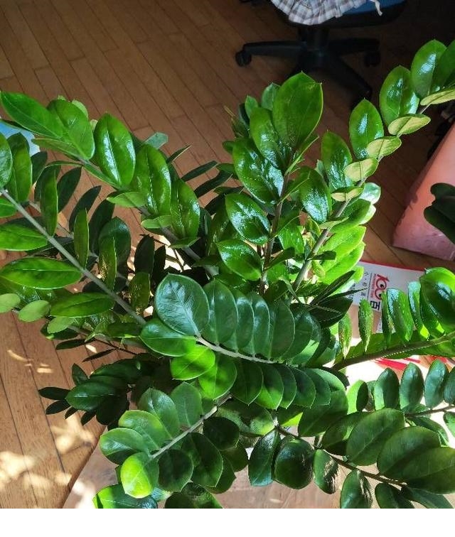 文化 正文 金钱树的植株非常的挺拔,无论养在客厅,卧室,商场里都非常